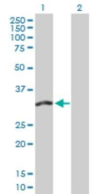 Western Blot: FMO5 Antibody [H00002330-D01P]