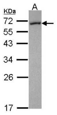 Western Blot: FMO5 Antibody [NBP2-16512]