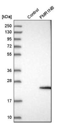 Western Blot: FMR1NB Antibody [NBP1-85403]