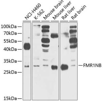 Western Blot: FMR1NB AntibodyBSA Free [NBP3-05177]