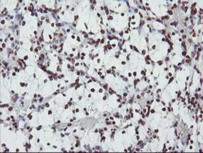 Immunohistochemistry-Paraffin: FMRP Antibody (OTI1C6) [NBP2-01770]
