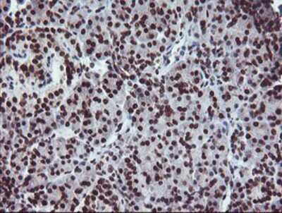 Immunohistochemistry-Paraffin: FMRP Antibody (OTI1C6) [NBP2-01770]