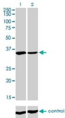 Western Blot: FMRP Antibody (2D4) [H00002332-M01]