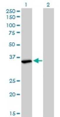 Western Blot: FMRP Antibody (2D4) [H00002332-M01]