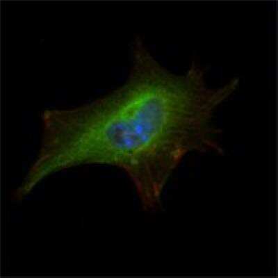 Immunocytochemistry/ Immunofluorescence: FMRP Antibody (4G9) - BSA Free [NBP1-42567]