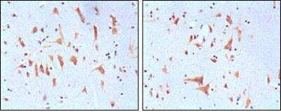 Immunohistochemistry-Paraffin: FMRP Antibody (4G9) - BSA Free [NBP1-42567]
