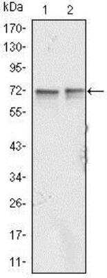 Western Blot: FMRP Antibody (4G9)BSA Free [NBP1-42567]