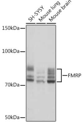 Western Blot: FMRP Antibody (4Y8I5) [NBP3-16431]