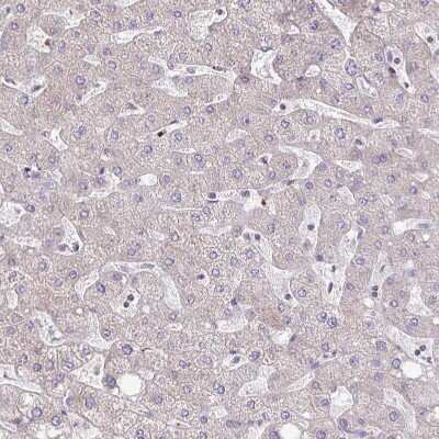 Immunohistochemistry-Paraffin: FMRP Antibody [NBP2-38617]