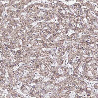 Immunohistochemistry-Paraffin: FMRP Antibody [NBP2-38783]