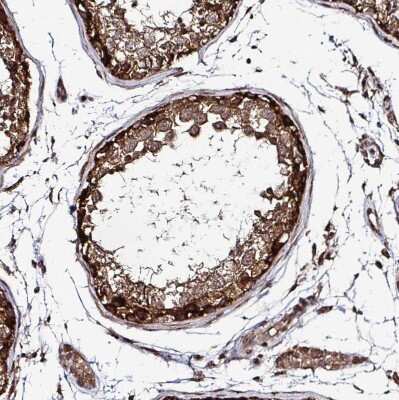 Immunohistochemistry-Paraffin: FMRP Antibody [NBP2-38783]
