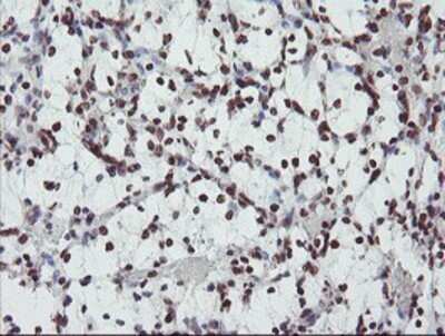 Immunohistochemistry: FMRP Antibody (OTI1C6) - Azide and BSA Free [NBP2-70756]