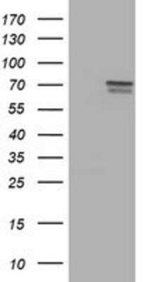 Western Blot: FMRP Antibody (OTI1C6)Azide and BSA Free [NBP2-70756]