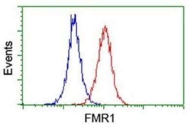 Flow Cytometry: FMRP Antibody (OTI3B4) - Azide and BSA Free [NBP2-70761]