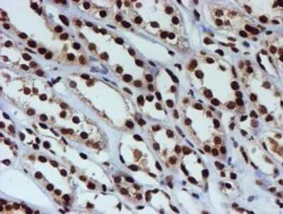 Immunohistochemistry: FMRP Antibody (OTI3B4) - Azide and BSA Free [NBP2-70761]