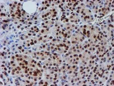 Immunohistochemistry: FMRP Antibody (OTI3B4) - Azide and BSA Free [NBP2-70761]