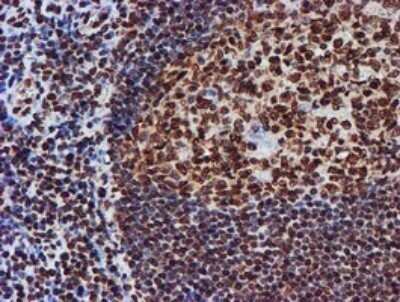 Immunohistochemistry: FMRP Antibody (OTI3B4) - Azide and BSA Free [NBP2-70761]