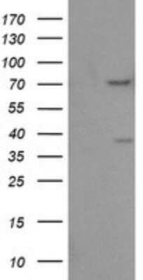 Western Blot: FMRP Antibody (OTI3B4)Azide and BSA Free [NBP2-70761]