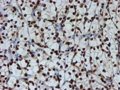 Immunohistochemistry: FMRP Antibody (OTI3B4) [NBP2-45689]