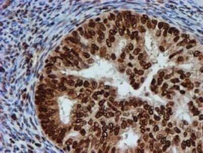Immunohistochemistry: FMRP Antibody (OTI3B4) [NBP2-45689]