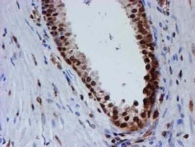 Immunohistochemistry: FMRP Antibody (OTI3B4) [NBP2-45689]