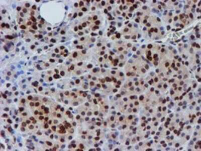 Immunohistochemistry: FMRP Antibody (OTI3B4) [NBP2-45689]