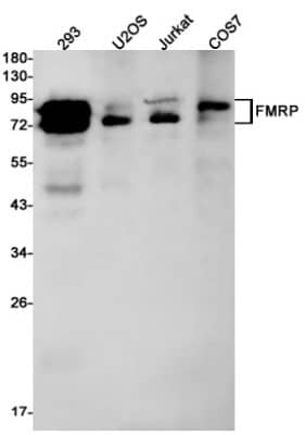 Western Blot: FMRP Antibody (S08-5G5) [NBP3-19487]