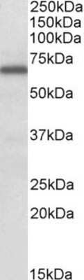 Western Blot: FMRP Antibody [NBP1-51944]