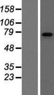 Western Blot: FMRP Overexpression Lysate [NBP2-08154]