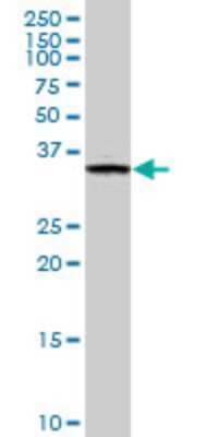 Western Blot: FN3K Antibody (4F2) [H00064122-M01]