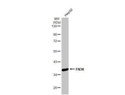 Western Blot: FN3K Antibody [NBP2-14959]