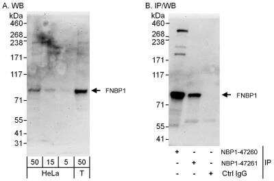 Western Blot: FNBP1 Antibody [NBP1-47260]