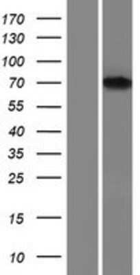 Western Blot: FNBP1 Overexpression Lysate [NBP2-07223]