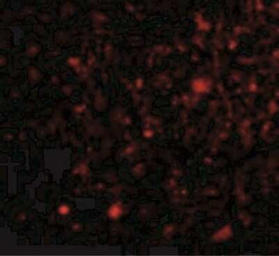 Immunocytochemistry/ Immunofluorescence: FNBP1L Antibody - BSA Free [NBP1-76845]