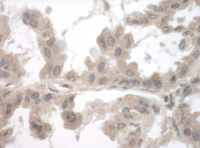 Immunohistochemistry-Paraffin: FNBP1L Antibody [NBP1-80569]