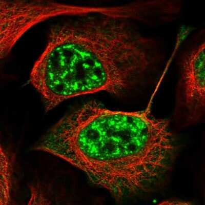 Immunocytochemistry/ Immunofluorescence: FNBP3 Antibody [NBP2-38400]