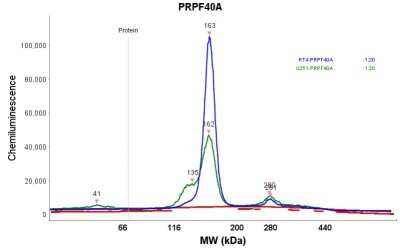 Simple Western: FNBP3 Antibody [NBP1-87933]