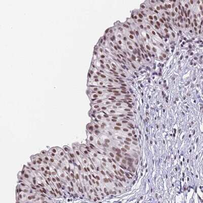 Immunohistochemistry-Paraffin: FNBP4 Antibody [NBP2-14022]