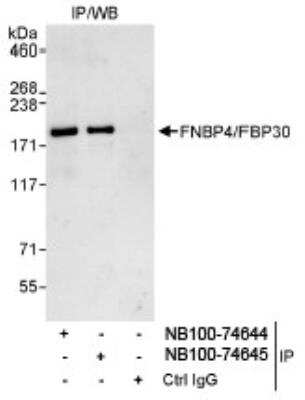 Immunoprecipitation: FNBP4 Antibody [NB100-74644]