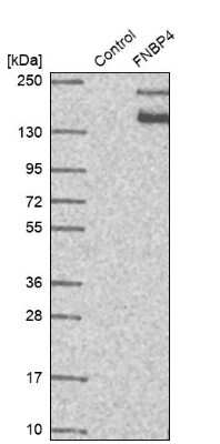 Western Blot: FNBP4 Antibody [NBP2-14022]