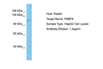 Western Blot: FNBP4 Antibody [NBP2-87459]