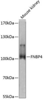 Western Blot: FNBP4 AntibodyAzide and BSA Free [NBP3-04597]