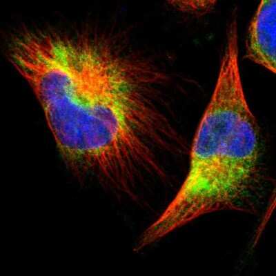 Immunocytochemistry/ Immunofluorescence: FNDC3A Antibody [NBP1-88809]