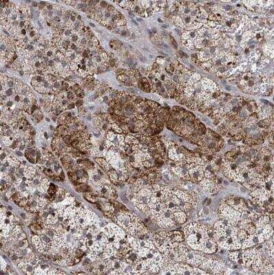 Immunohistochemistry-Paraffin: FNDC4 Antibody [NBP2-14023]