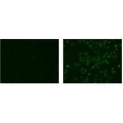 Immunocytochemistry/ Immunofluorescence: IL-20 R beta/FNDC6 Antibody (20RNTC) - BSA Free [NBP2-00466]