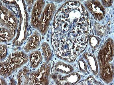 Immunohistochemistry: FNDC8 Antibody (OTI1C10) [NBP2-45692]