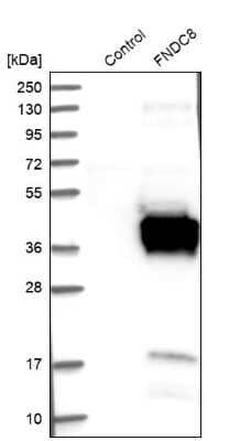 Western Blot: FNDC8 Antibody [NBP1-85121]