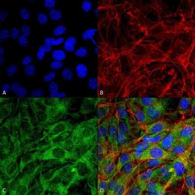 Immunocytochemistry/ Immunofluorescence: FNIP1 Antibody [NBP3-18249]
