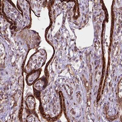 Immunohistochemistry: FNIP1 Antibody [NBP2-49647]