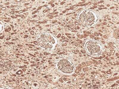 Immunohistochemistry: FNIP1 Antibody [NBP3-18249]
